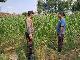 Pantau Tanaman Jagung di Pohgading, Bhabinkamtibmas Perkuat Sinergi Ketahanan Pangan