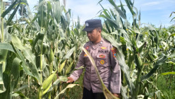 Bhabinkamtibmas Polsek Pasirian Aktif Dukung Ketahanan Pangan Nasional
