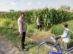 Bhabinkamtibmas Mojosari Polsek Sumbersuko Laksanakan Pengecekan Tanaman Jagung Dukung Ketahanan Pangan
