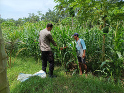 Kawal Program Asta Cita Presiden, Bhabinkamtibmas Polsek Kunir Cek Pertumbuhan Lahan Jagung Warga Desa Sukorejo