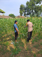 Bhabinkamtibmas Polsek Rembang Pantau Lahan Jagung Warga Dukung Asta Cita Ketahanan Pangan