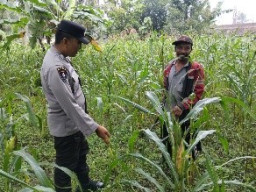 Dorong Kemandirian Pangan Desa, Polsek Ranuyoso Pantau Perkembangan Tanaman Jagung Warga