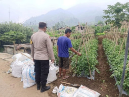 Bhabinkamtibmas Polsek Nongkojajar Dampingi Warga Pantau Tanaman Tomat Dukung Program Ketahanan Pangan Nasional