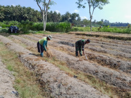 Dukung Ketahanan Pangan, Sertu Harianto Dampingi Petani Penyiapan Lahan Sawah Di Desa Ngoran