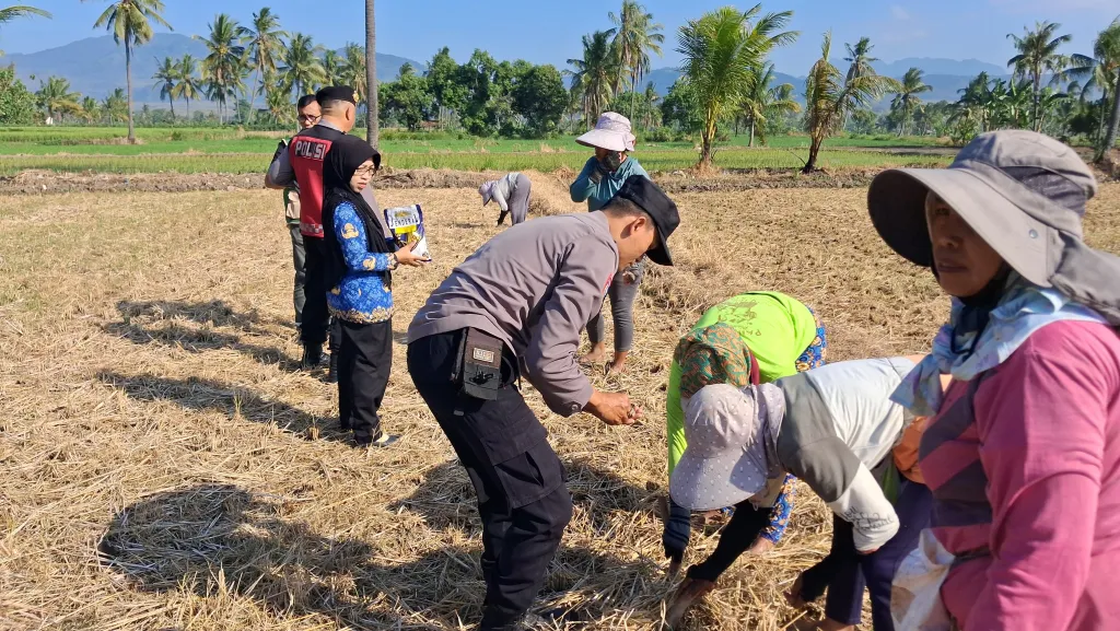 Dukung Ketahanan Pangan, Kapolsek Klabang Pimpin Penanaman Benih Jagung "JENDRAL" di Desa Besuk