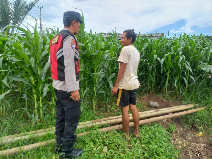 Bhabinkamtibmas Sukosari Aktif Dampingi Petani, Pastikan Tanaman Jagung Tumbuh Optimal