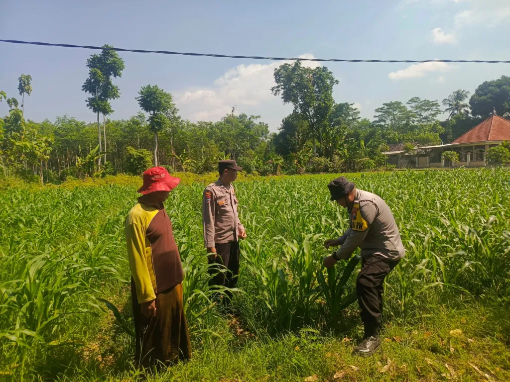 Polisi Sambangi Petani Jagung di Pandanarum, Ajak Tingkatkan Hasil Panen