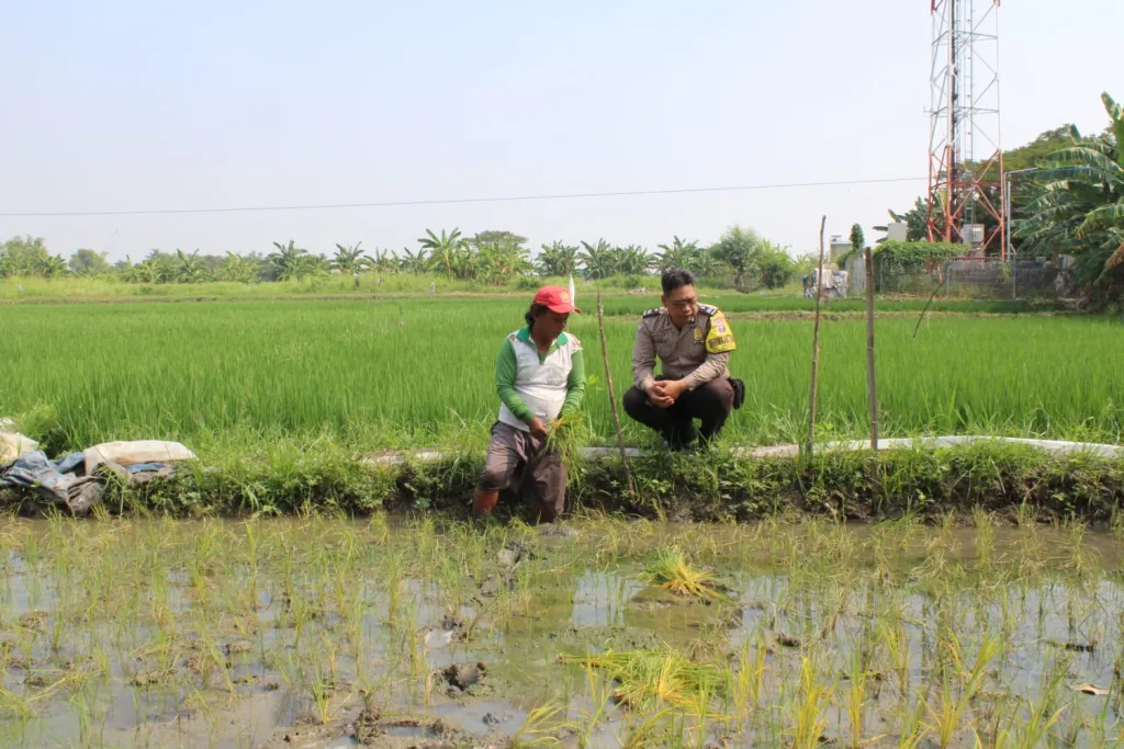 Bhabinkamtibmas Polsek Pakal Dampingi Petani Padi Dukung Program Ketahanan Pangan Nasional