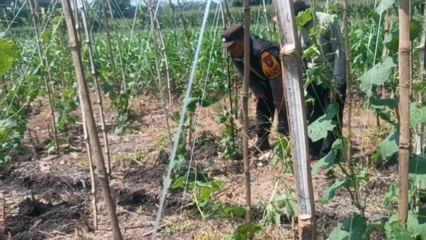 Gugus Tugas Ketahanan Pangan Polsek Rembang Pantau Lahan Gambas Milik Petani Binaan