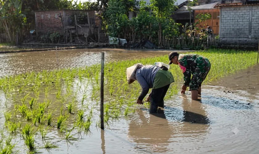 Serka Junaedi Dampingi Petani Tanam Padi, Perkuat Ketahanan Pangan Nasional
