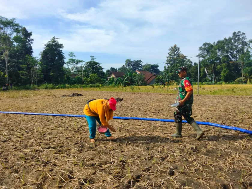 Sinergi Ketahanan Pangan, Serma Yonanda Dampingi Poktan Makmur Tanam Bibit Jagung