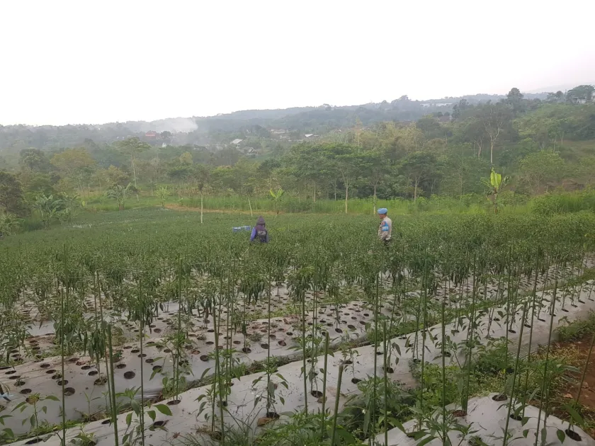 Bhabinkamtibmas Sambangi Lahan Cabai, Dukung Ketahanan Pangan Bersama Warga