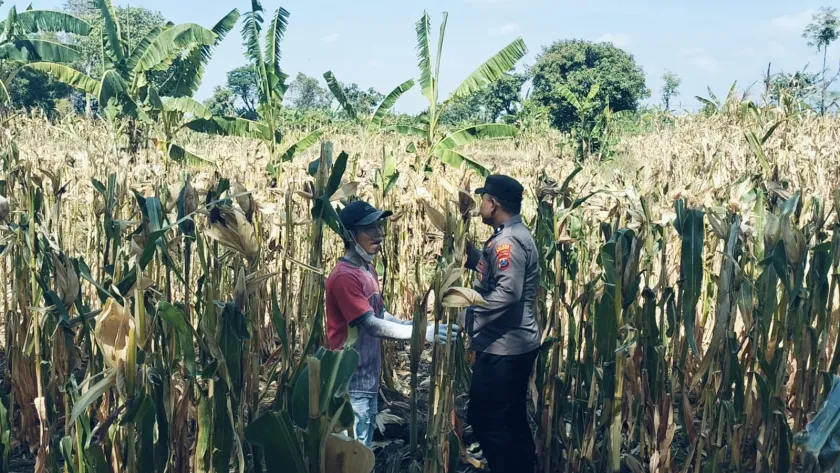 Bhabinkamtibmas Sukorejo gerakkan masyarakat manfaatkan lahan ketahanan pangan nasional 