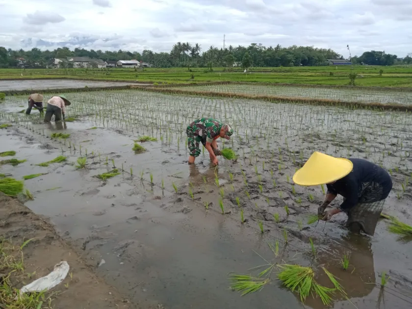 Dukung Ketahanan Pangan, Sertu Alim Santoso Dampingi Poktan Tani Makmur Tanam Padi di Jambewangi