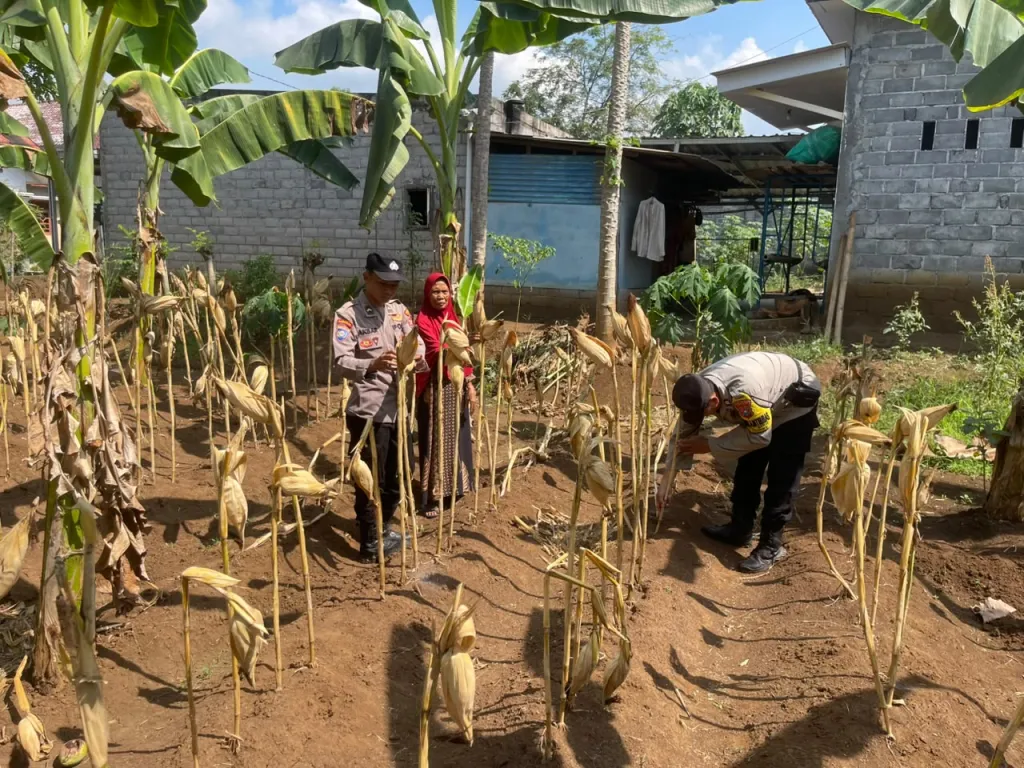 Kawal Asta Cita, Bhabinkamtibmas Polsek Padang Cek Perkembangan Tanaman Jagung Warga