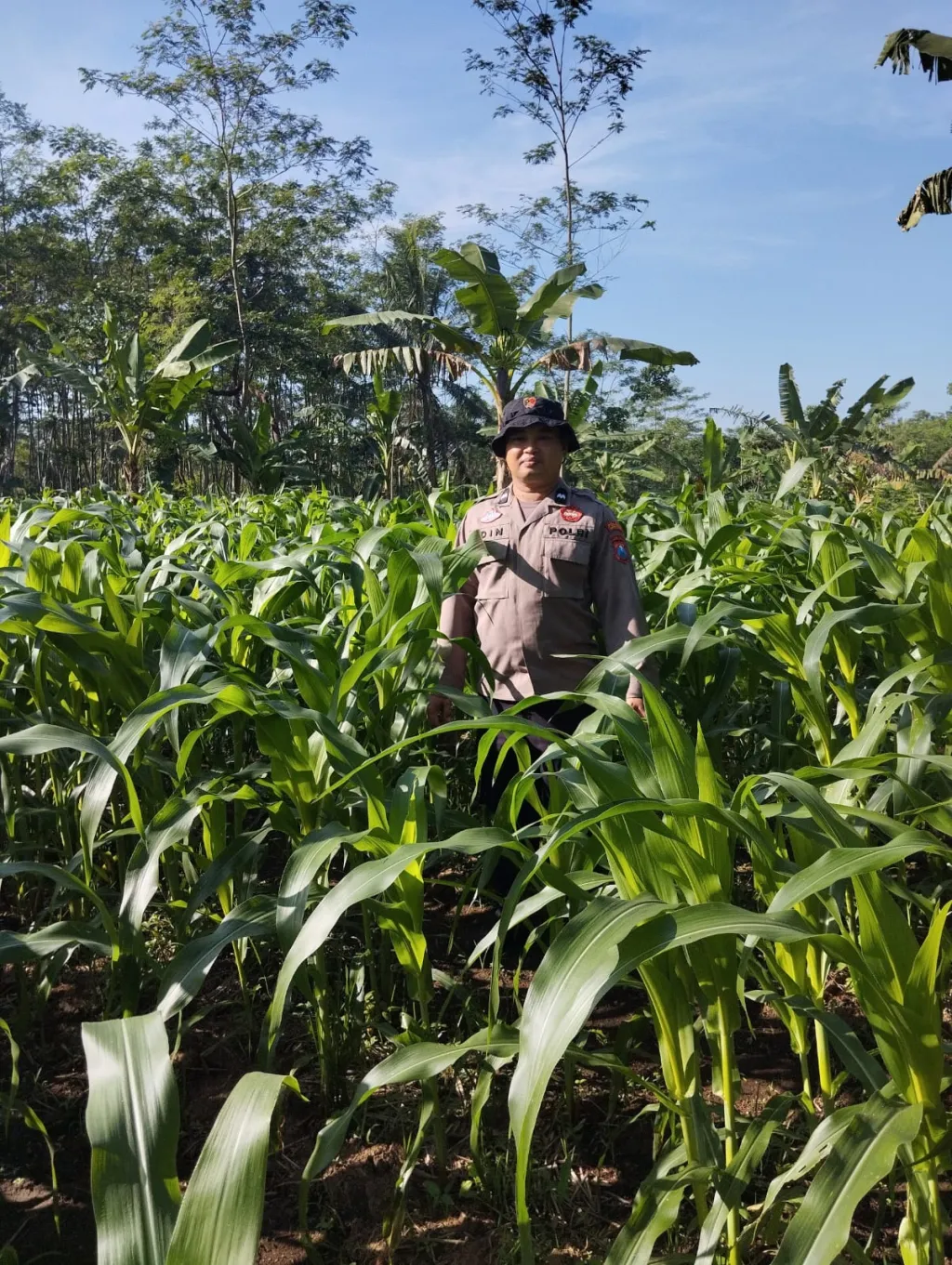 Bhabinkamtibmas Polsek Kedungjajang Dorong Penanaman Jagung dan Pekarangan Pangan Bergizi