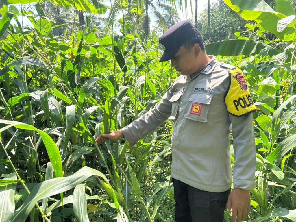 Bhabinkamtibmas Polsek Ranuyoso Cek Pekarangan Pangan dan Tanaman Jagung Warga