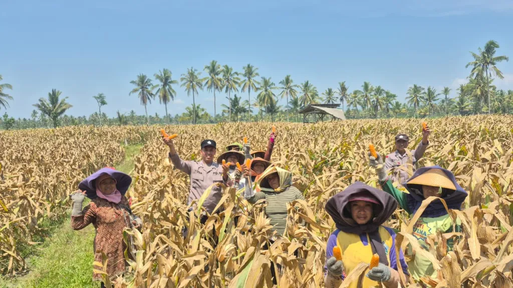 Polsek Candipuro Aktif Dukung Ketahanan Pangan Nasional, Pantau Langsung Panen Jagung Warga