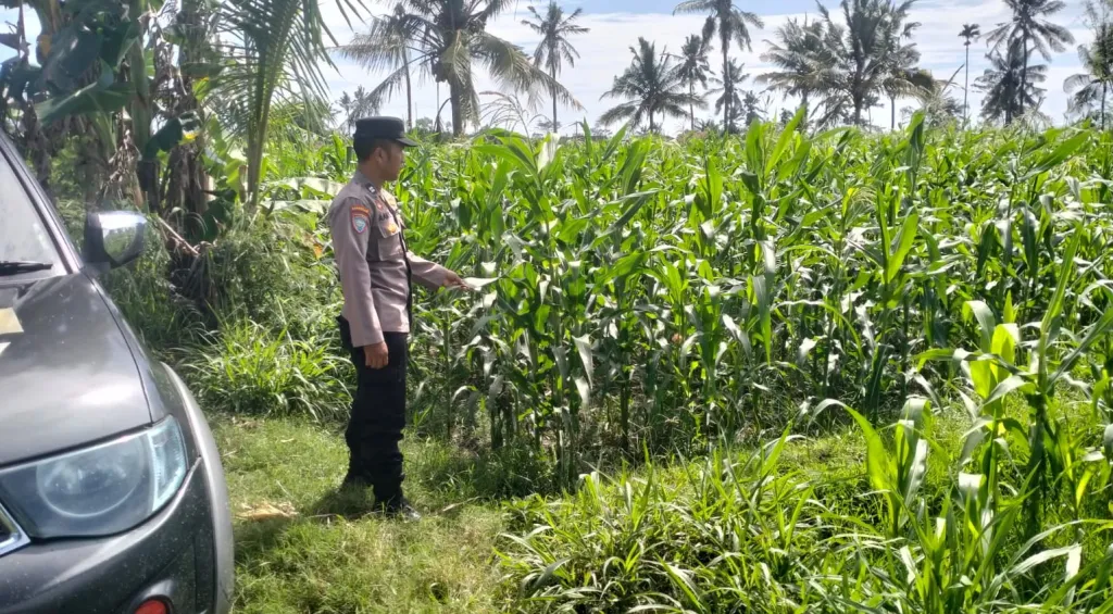 Kawal Asta Cita, Bhabinkamtibmas Polsek Pasirian Cek Perkembangan Tanaman Jagung Warga