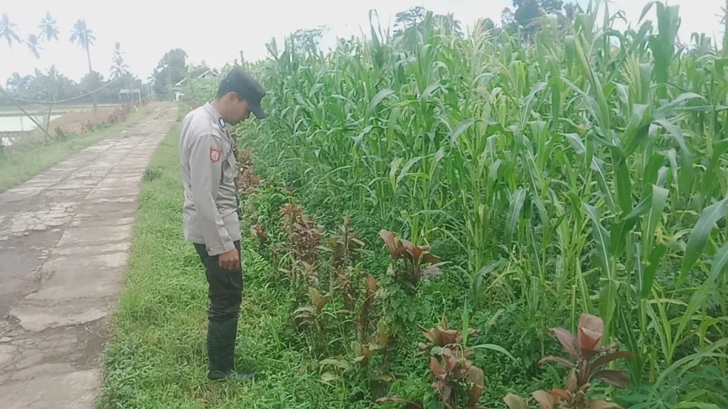 Bhabinkamtibmas Polsek Pronojiwo Turun Langsung Cek Perkembangan Tanaman Jagung Warga