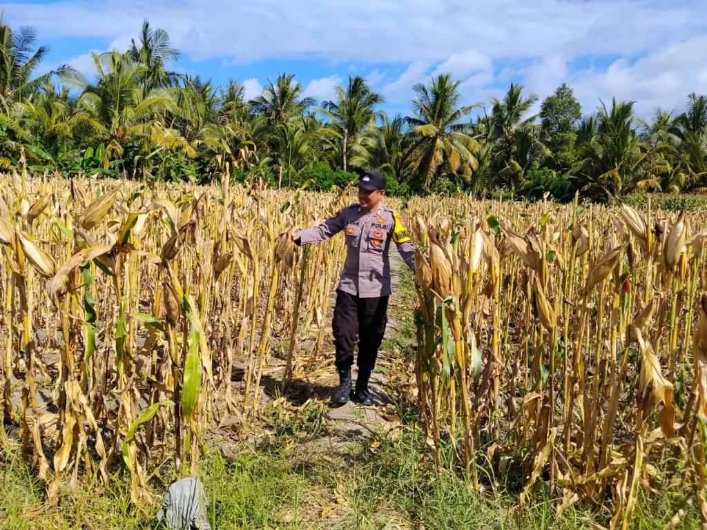 Bhabinkamtibmas Polsek Tempursari Cek Langsung Kesiapan Panen Jagung di Desa Tegalrejo