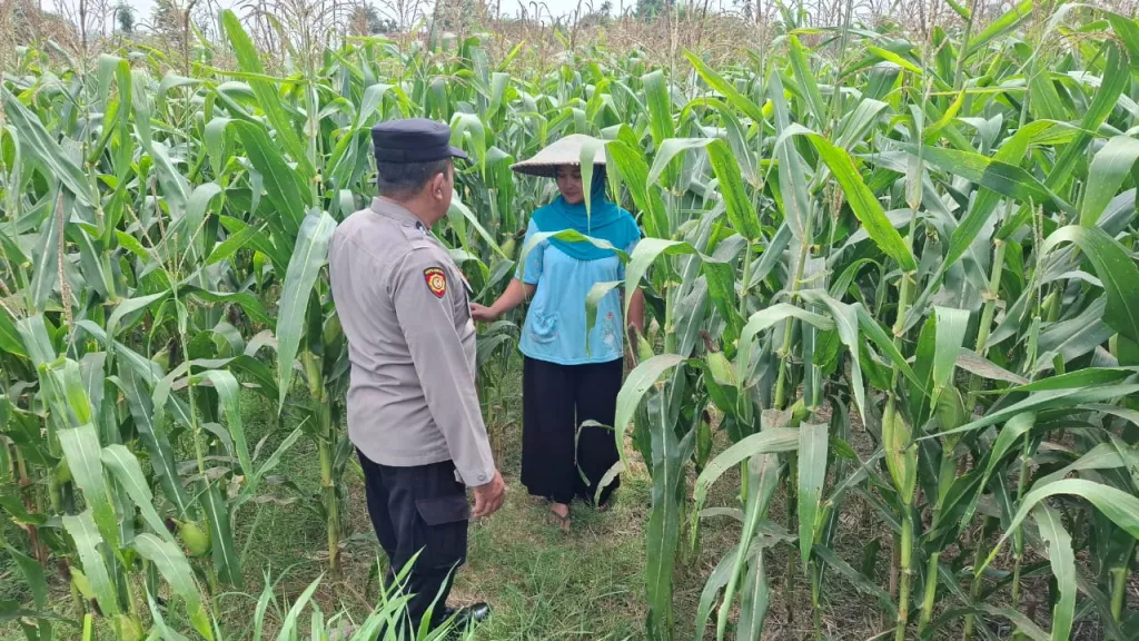 Polsek Yosowilangun Terjunkan Bhabinkamtibmas Serap Aspirasi Petani Jagung*