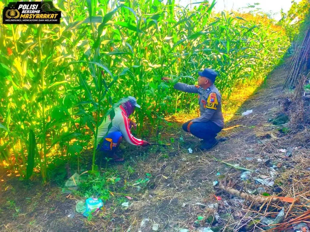 Kawal Ketahanan Pangan Nasional, Personel Polsek Kunir Turun Langsung Cek Lahan Jagung Petani