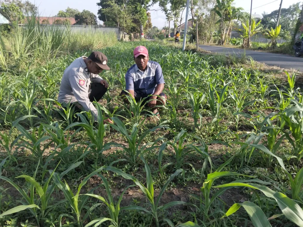 Dukung Ketahanan Pangan Nasional, Polsek Jatiroto Dampingi Petani di Lahan Jagung