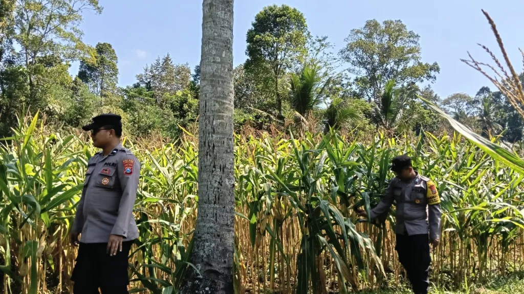 *Dukung Asta Cita Presiden, Polsek Randuagung Cek Lahan Jagung Warga
