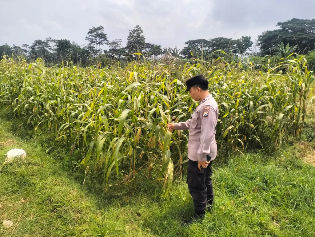 Dukung Program Asta Cita, Polsek Jatiroto Cek Lahan Jagung dan Stok Pupuk Petani di Lumajang