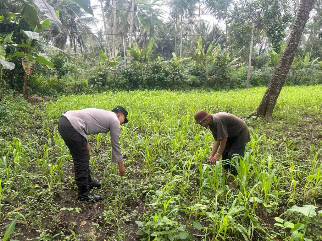 Dukung Asta Cita Presiden, Polsek Ranuyoso Cek Lahan Jagung Warga