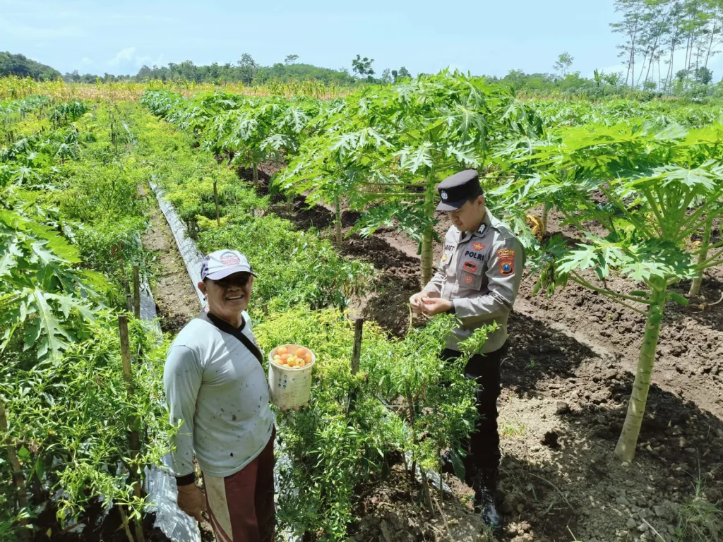 Dukung Asta Cita Ketahanan Pangan, Polsek Rowokangkung Kawal Sektor Pertanian di Kedungrejo
