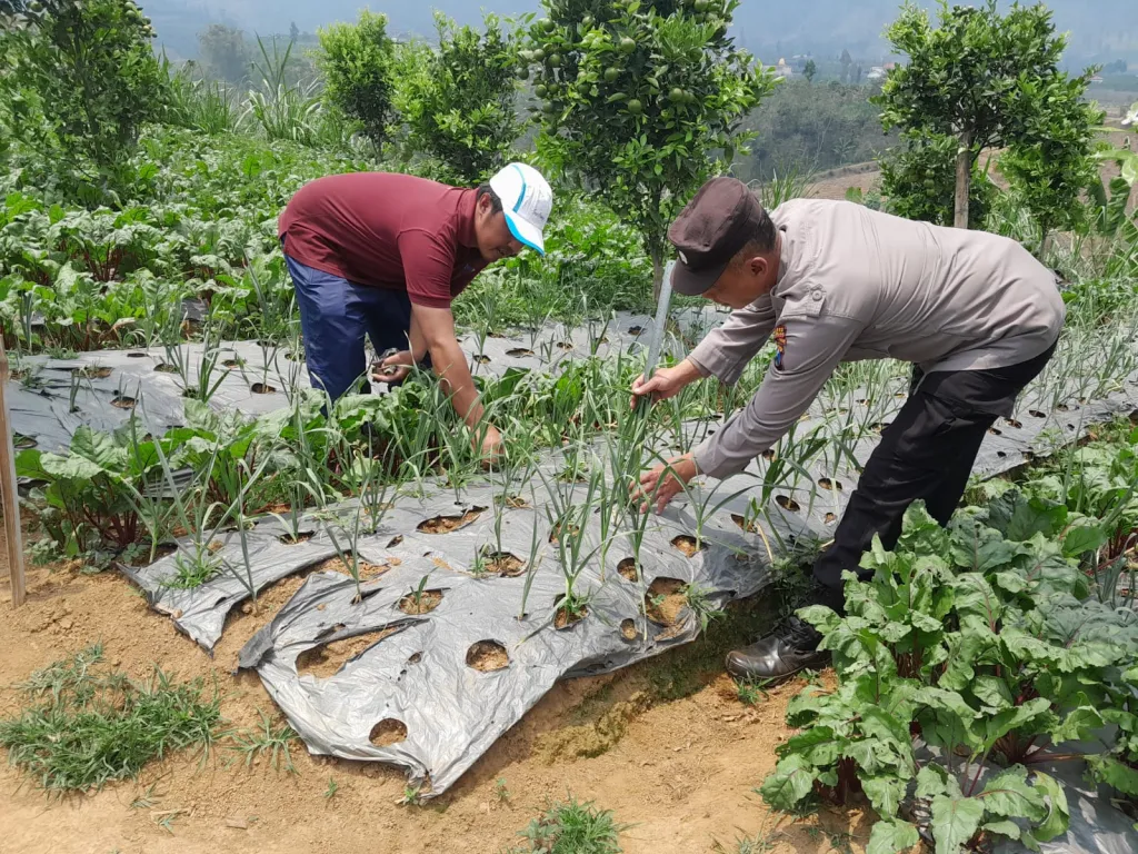 Polsek Nongkojajar Dukung Ketahanan Pangan Nasional, Bhabinkamtibmas Pantau Tanaman Bawang Putih di Tlogosari