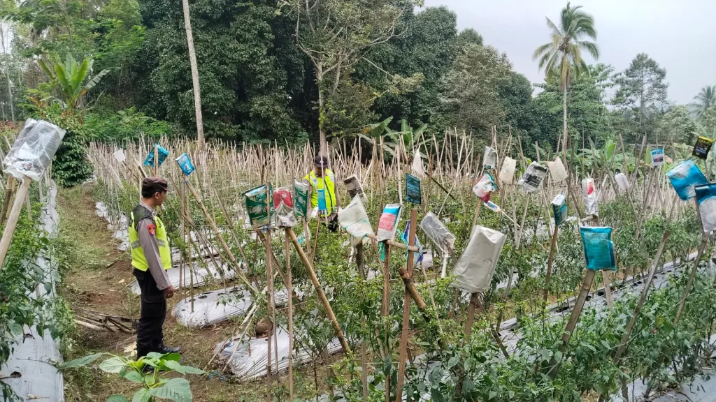 *Wujudkan Swasembada Pangan, Polsek Gucialit Dampingi Warga Rawat Kebun Cabai Produktif*