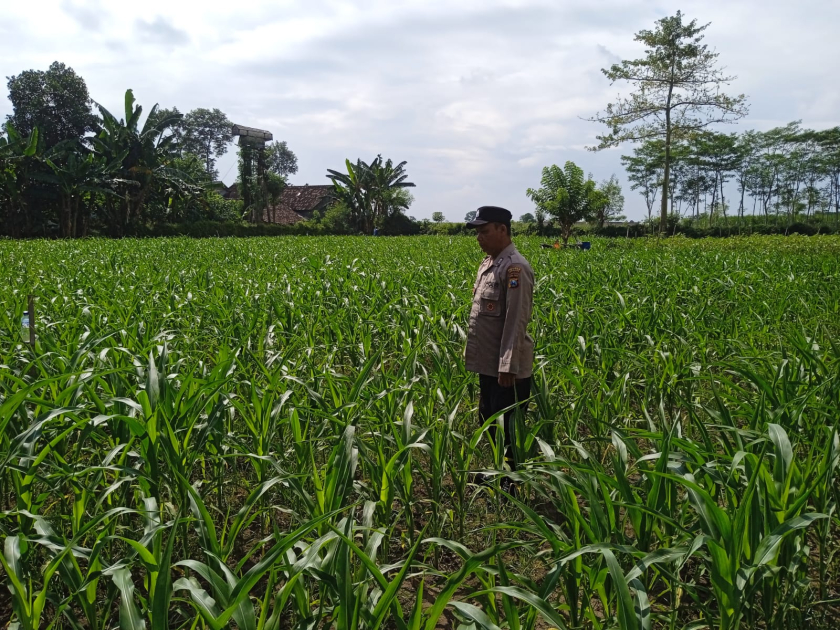 Bhabinkamtibmas Polsek Rowokangkung Dorong Warga Kembangkan Pertanian Demi Sukseskan Asta Cita