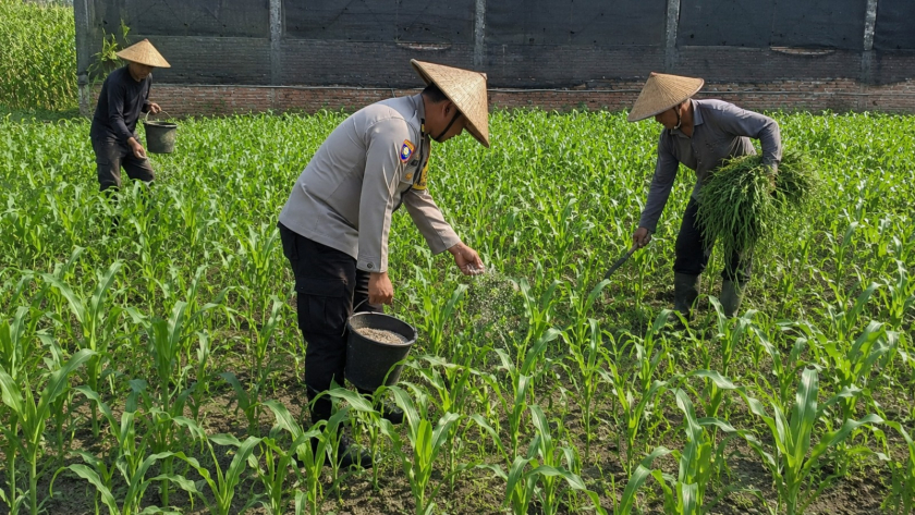 Bhabinkamtibmas Polsek Pasrepan Ikut Awasi Perkembangan Tanaman Jagung Warga