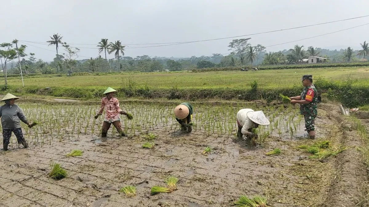 Dukung Ketahanan Pangan, Serka Abdul Salam Turun ke Sawah Bantu Petani Tanam Padi Di Ngadirenggo