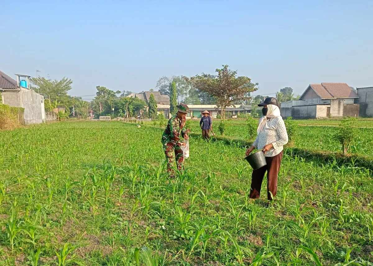 Optimalkan Hasil Panen, Serma Aries K Dampingi Poktan Wisanggeni Rawat Tanaman Jagung