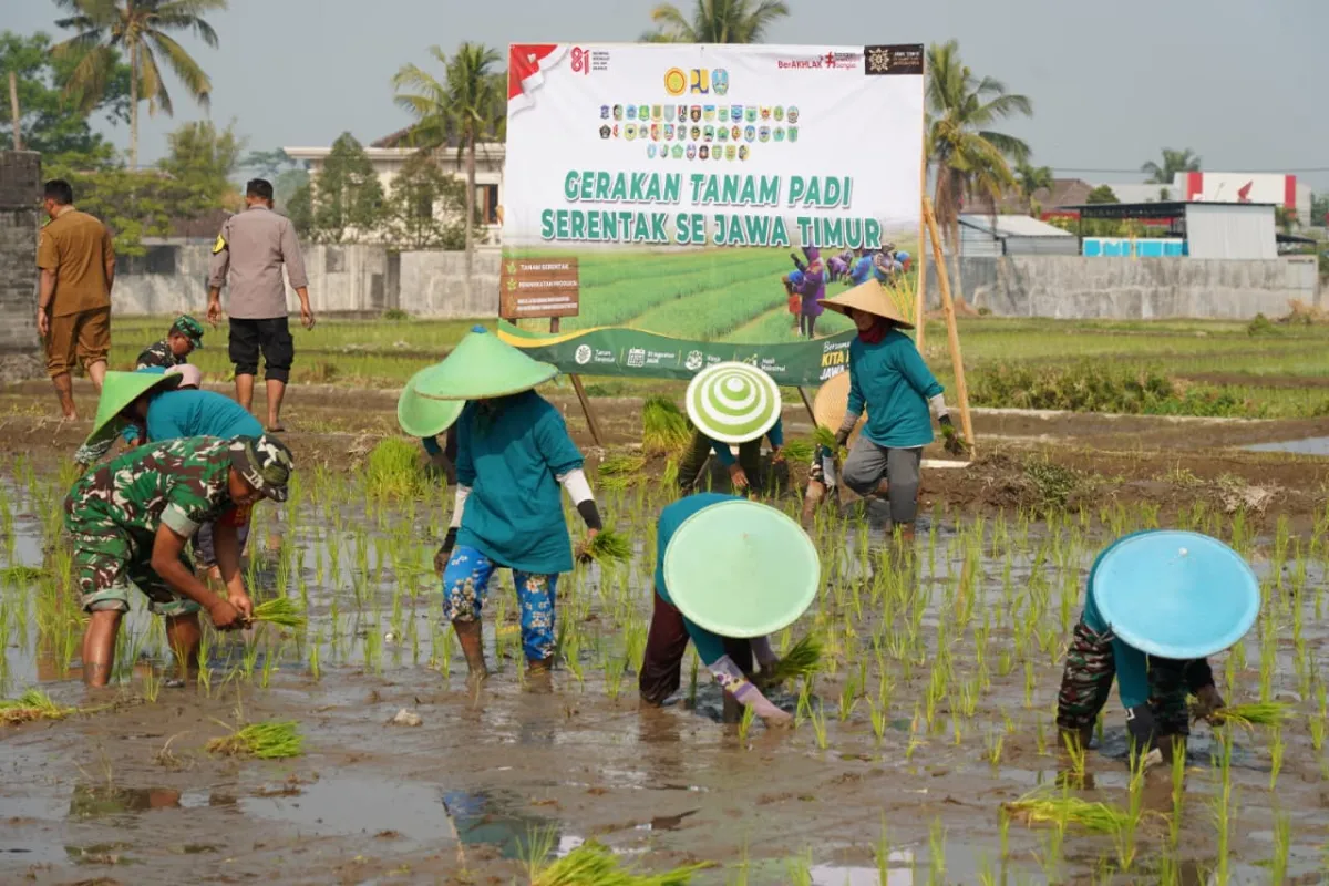 Dukung Swasembada Pangan, Koramil 12/Wlingi dan Poktan Abadi Gelar Tanam Padi Serentak Merdeka