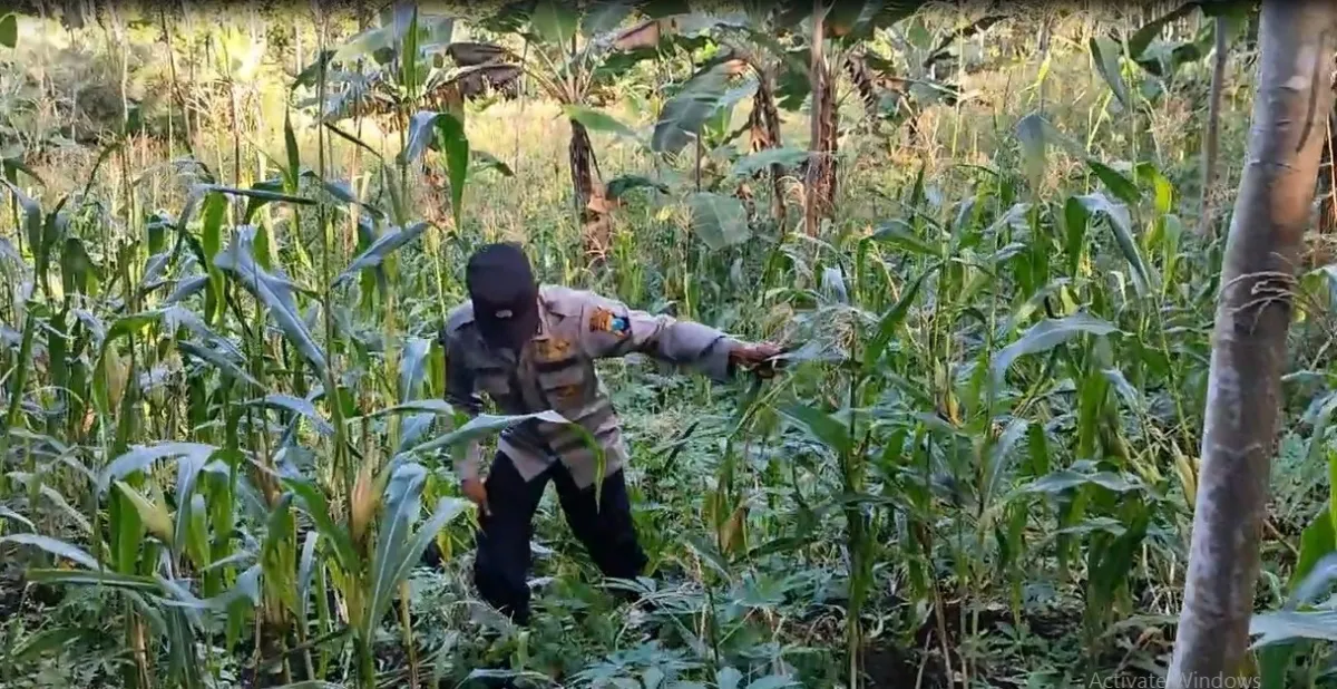 Bhabinkamtibmas Polsek Pronojiwo Pantau Tanaman Jagung Warga sebagai Langkah Nyata Dukung Asta Cita Preside