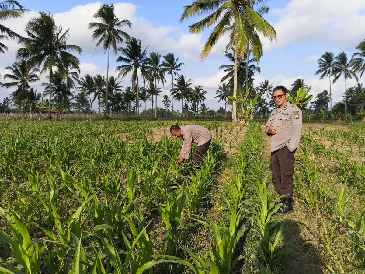Dukung Asta Cita Presiden, Bhabinkamtibmas Polsek Pasrujambe Kawal Penanaman Jagung dan Pekarangan Bergizi di Desa Kerto