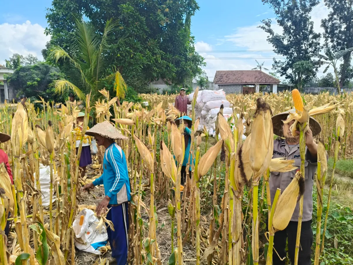 Bukan Hanya Jaga Keamanan: Bhabinkamtibmas Polsek Rowokangkung Bantu Sukseskan Panen Jagung