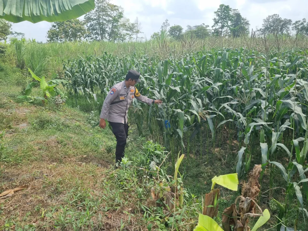 Jaga Potensi Pertanian: Bhabinkamtibmas Polsek Tekung Rutin Pantau Tanaman Jagung