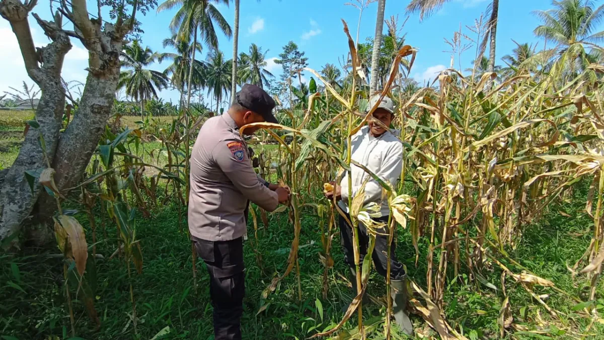 Dukung Asta Cita Presiden, Bhabinkamtibmas Polsek Senduro Ikut Panen Jagung Bersama Petani