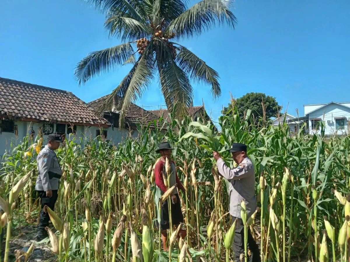 Polisi Penggerak Ketahanan Pangan, Polsek Jatiroto Pantau Pertumbuhan Jagung