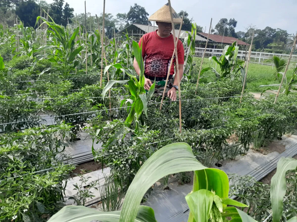 Tingkatkan Ketahanan Pangan, Kompi Produksi Kodim 0808/Blitar Aktif Kelola Pertanian, Peternakan Kambing dan Perikanan