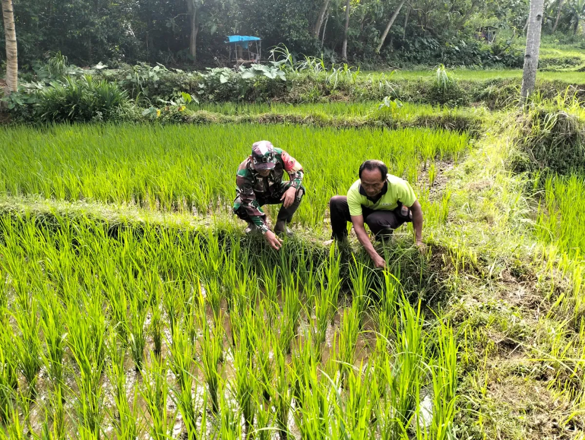 Wujudkan Ketahanan Pangan, Babinsa Kedungbanteng Dampingi Petani Merawat Sawah Warga