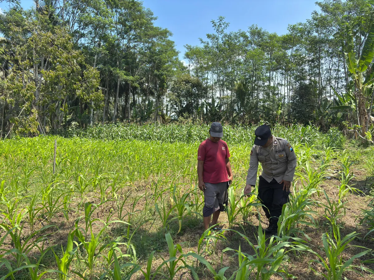 Bhabinkamtibmas Polsek Klakah Pendampingan Pertanian Jagung di Desa Klakah