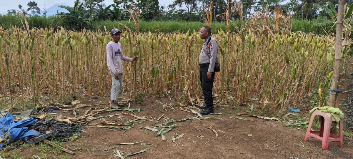 Sinergi Polri dan Petani, Bhabinkamtibmas Polsek Kedungjajang Pendampingan Lahan Jagung di Desa Krasak