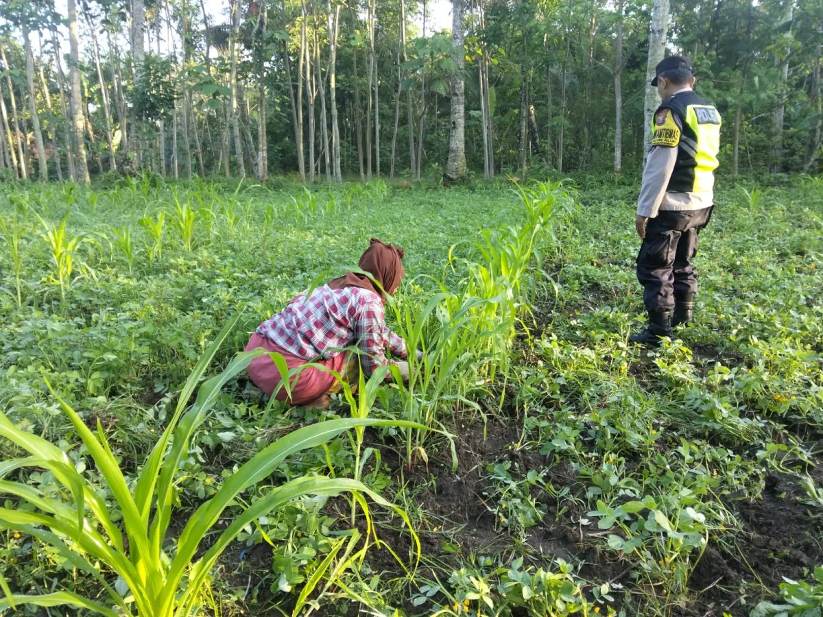 Kawal Swasembada Pangan, Bhabinkamtibmas Polsek Ranuyoso Pendampingan Penanaman Jagung Warga
